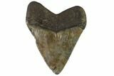 Juvenile Megalodon Tooth - Georgia #90812-1